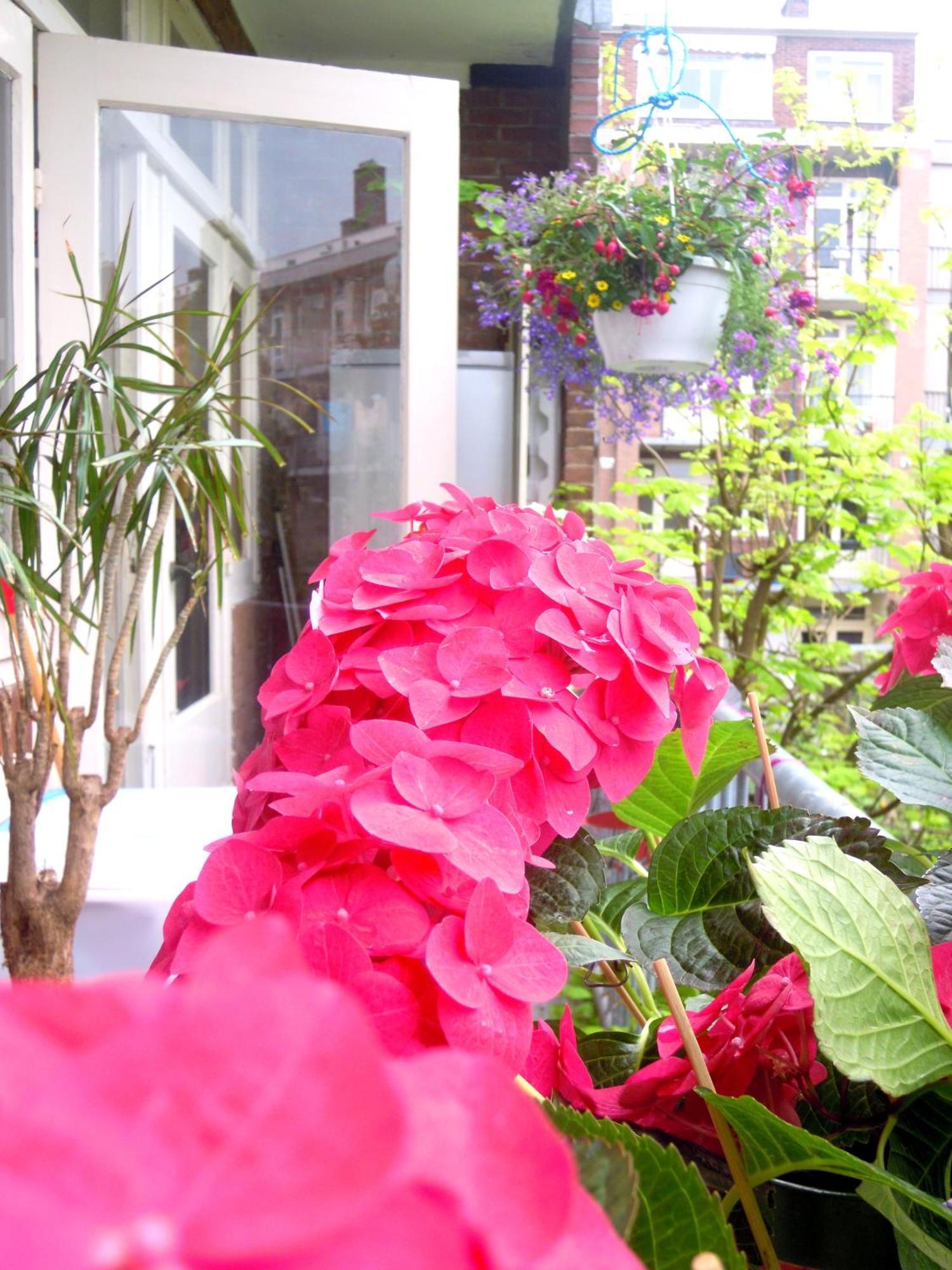 Missortelia B&B Amsterdam Buitenkant foto