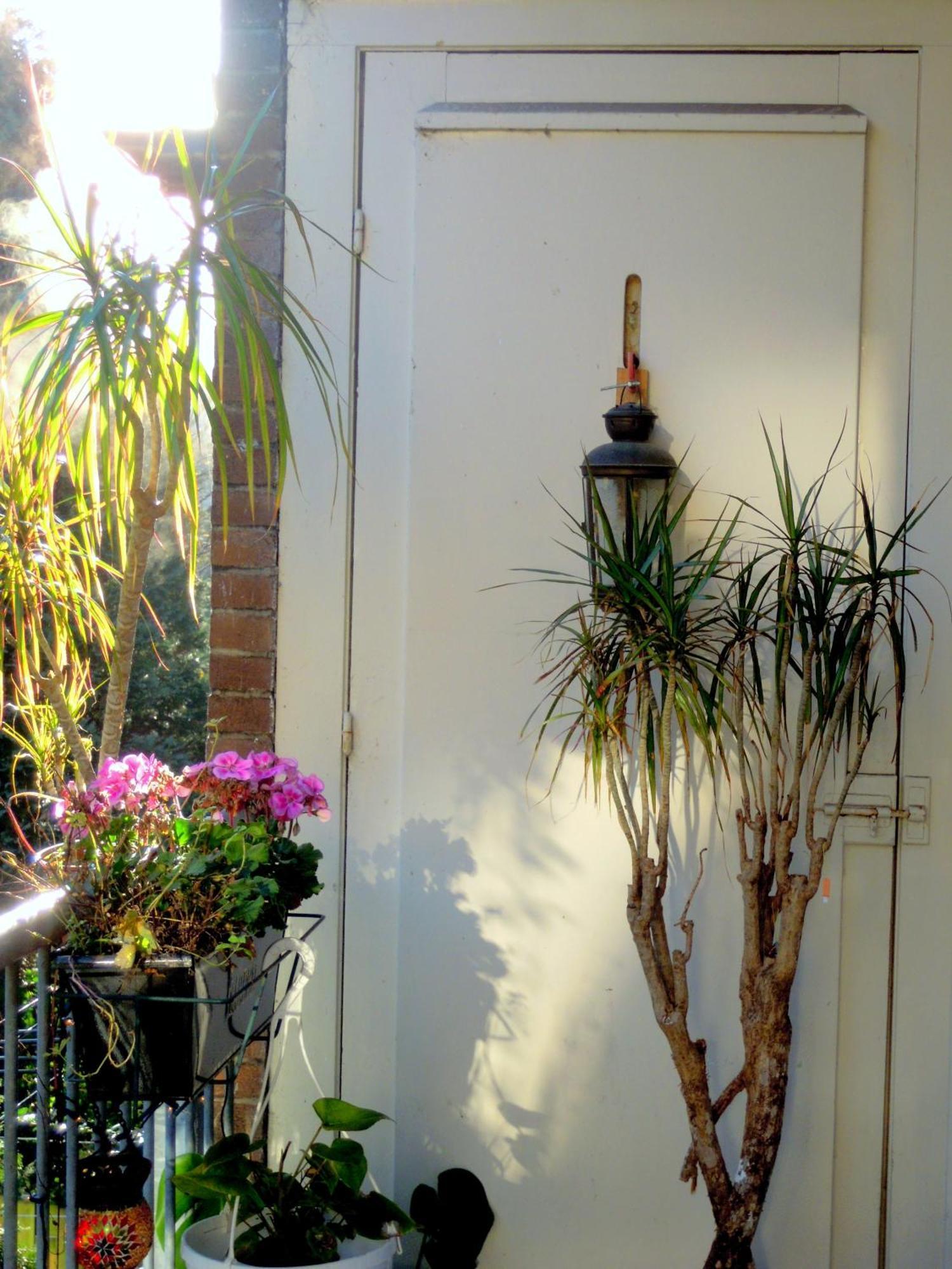 Missortelia B&B Amsterdam Buitenkant foto